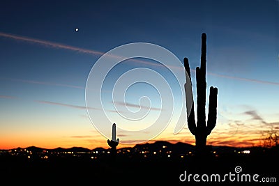 Saguaro Sunset Stock Photo