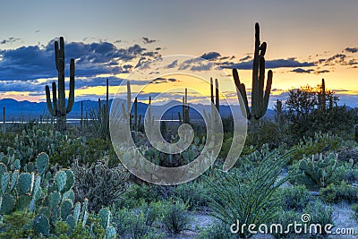 Saguaro Stock Photo