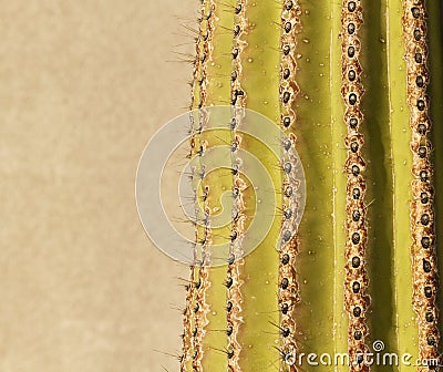 Saguaro Textures Stock Photo