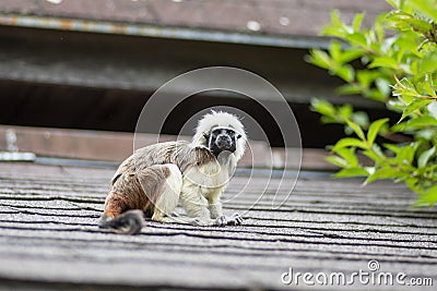 Saguinus oedipus cotton-top tamarin animal on rooftop, one of the smallest primates playing, very funny monkeys Stock Photo