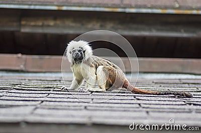 Saguinus oedipus cotton-top tamarin animal on rooftop, one of the smallest primates playing, very funny monkeys Stock Photo