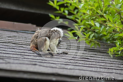 Saguinus oedipus cotton-top tamarin animal on rooftop, one of the smallest primates playing, very funny monkeys Stock Photo