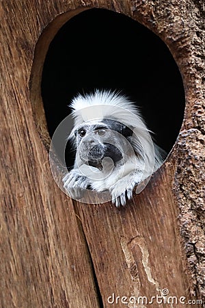 Saguinus oedipus Stock Photo