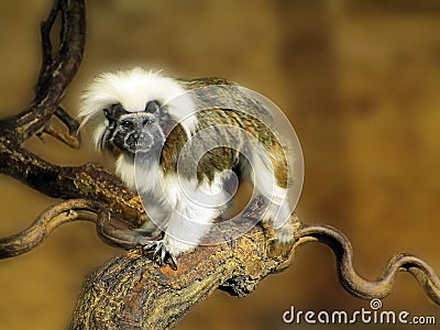 Saguinus oedipus Stock Photo