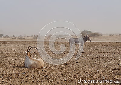 Sahara antelope scimitar Oryx Oryx leucoryx and wild Donkey Stock Photo