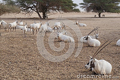 Sahara antelope scimitar Oryx Stock Photo