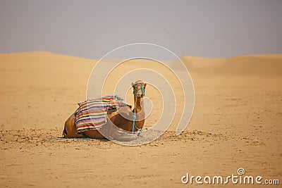 Landscape a herd of camels in the desert Stock Photo