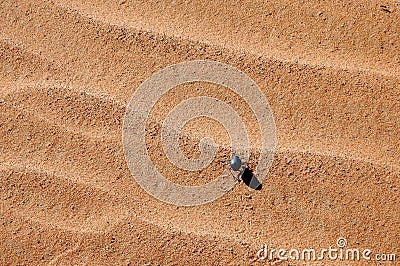 Insect on the sand in the desert Sahara Stock Photo