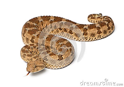 Saharan horned viper - Cerastes cerastes Stock Photo