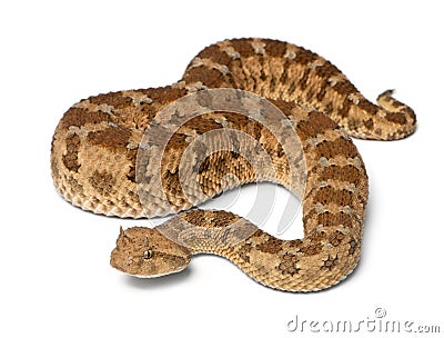 Saharan horned viper - Cerastes cerastes, poisonous, white background Stock Photo