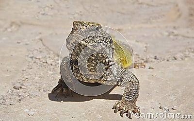 Saharan Spiny-tailed Lizard, Morocco Stock Photo