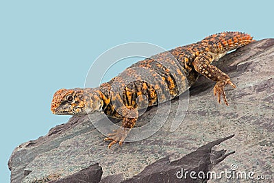 Saharan Spiny Tailed Lizard Uromastyx geyri Stock Photo