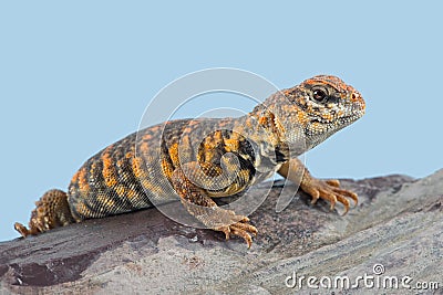 Saharan Spiny Tailed Lizard Uromastyx geyri Stock Photo