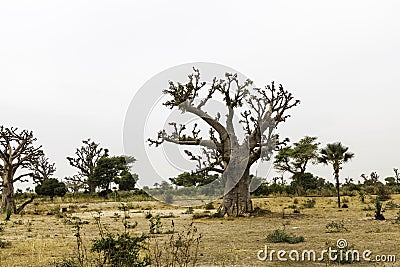 Sahel landscape with a baobab Stock Photo