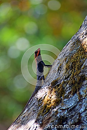 Sahyadri Forest Lizard Climbing Up On The Tree Stock Photo