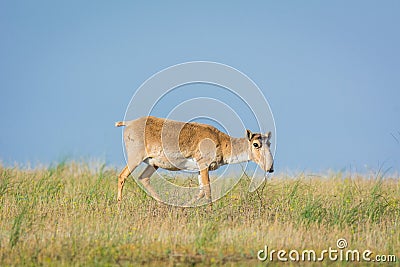 Saiga tatarica is listed in the Red Book Stock Photo