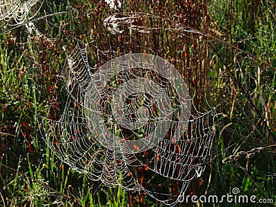 Sail from a spider web Stock Photo