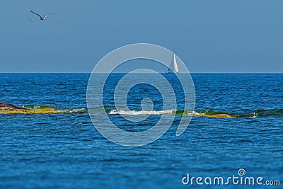 Sailboat in the distance with seabirds in forground Stock Photo