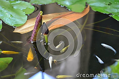 Sailfin molly in lotus basin Stock Photo