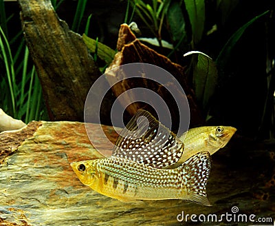 Sailfin Molly, poecilia velifera, Aquarium Fishes Stock Photo