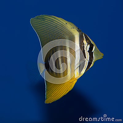 Juvenile Sailfin Tang Stock Photo