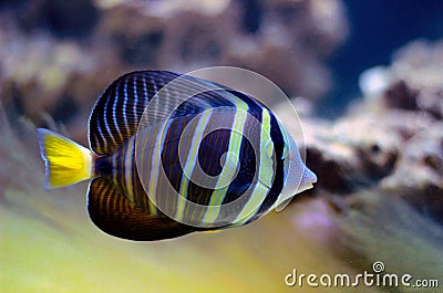 Sailfin Tang fish - Zebrasoma velifer Stock Photo