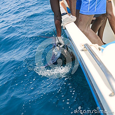 Sailfish catch billfish sportfishing holding bill Stock Photo