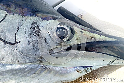 Sailfish face macro closeup detail Stock Photo