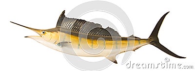 Sailfish flying midair isolated white background Stock Photo