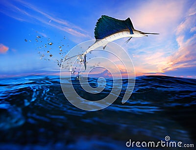 Sailfish flying over blue sea ocean use for marine life and beautiful aquatic nature Stock Photo