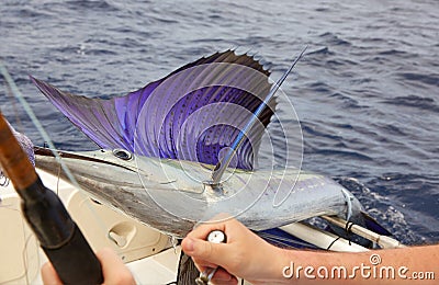 Sailfish Stock Photo