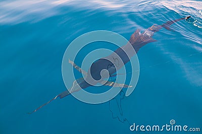 Sailfish sportfishing close to the boat with fishing line Stock Photo