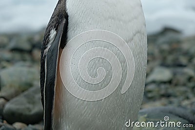 Antarctica Gentoo penguin stands on rocky beach with water drops on feathers Stock Photo