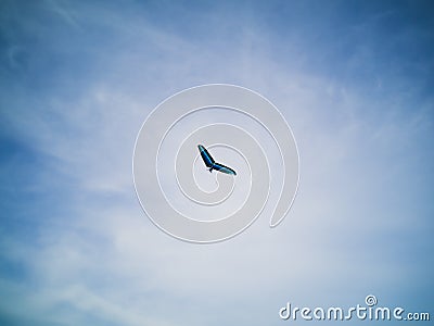 Sailwing gliding and floating in blue sky Stock Photo