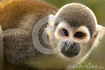 Portrait Of Cute Small Common Squirrel Monkey Stock Photo