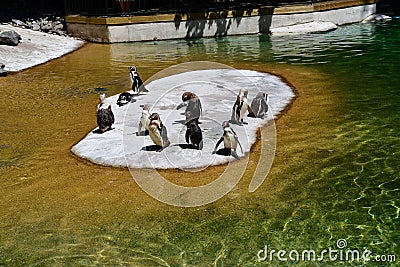 Saint Aignan; France - july 12 2020 : the zoo park of Beauval Editorial Stock Photo