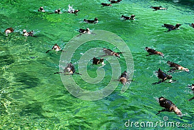 Saint Aignan; France - july 12 2020 : the zoo park of Beauval Editorial Stock Photo