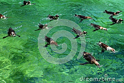 Saint Aignan; France - july 12 2020 : the zoo park of Beauval Editorial Stock Photo