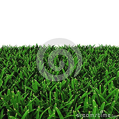 Saint Augustine Warm Season Grass on white. 3D illustration Cartoon Illustration