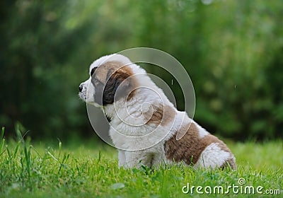 Saint Bernar puppy sitting in the grass Stock Photo