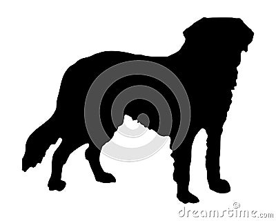 Saint Bernard dog Vector Illustration