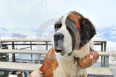 Saint bernard dog Stock Photo