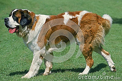 SAINT BERNARD DOG, ADULT WALKING ON GRASS Stock Photo