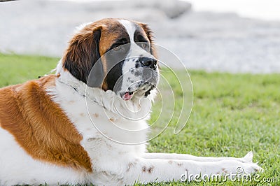 Saint Bernard dog breed Stock Photo