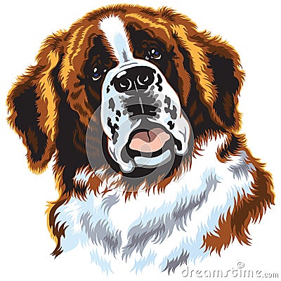 Saint bernard dog Vector Illustration