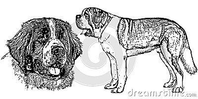 Saint bernard dog Vector Illustration