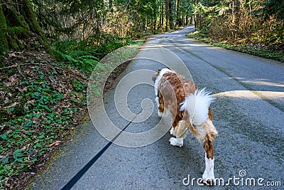 Saint Bernard dog walking on a long leash down a road in Farrel-McWhirter Farm Park, Redmond, WA Stock Photo