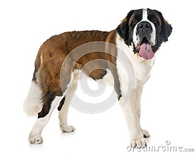 Saint bernard in studio Stock Photo