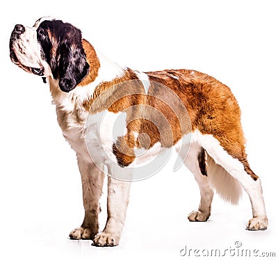 Saint Bernard Stock Photo