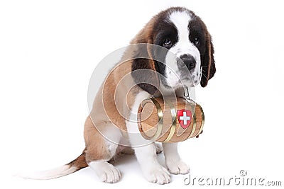 A Saint Bernard Puppy With Rescue Barrel Stock Photos - Image: 16596693